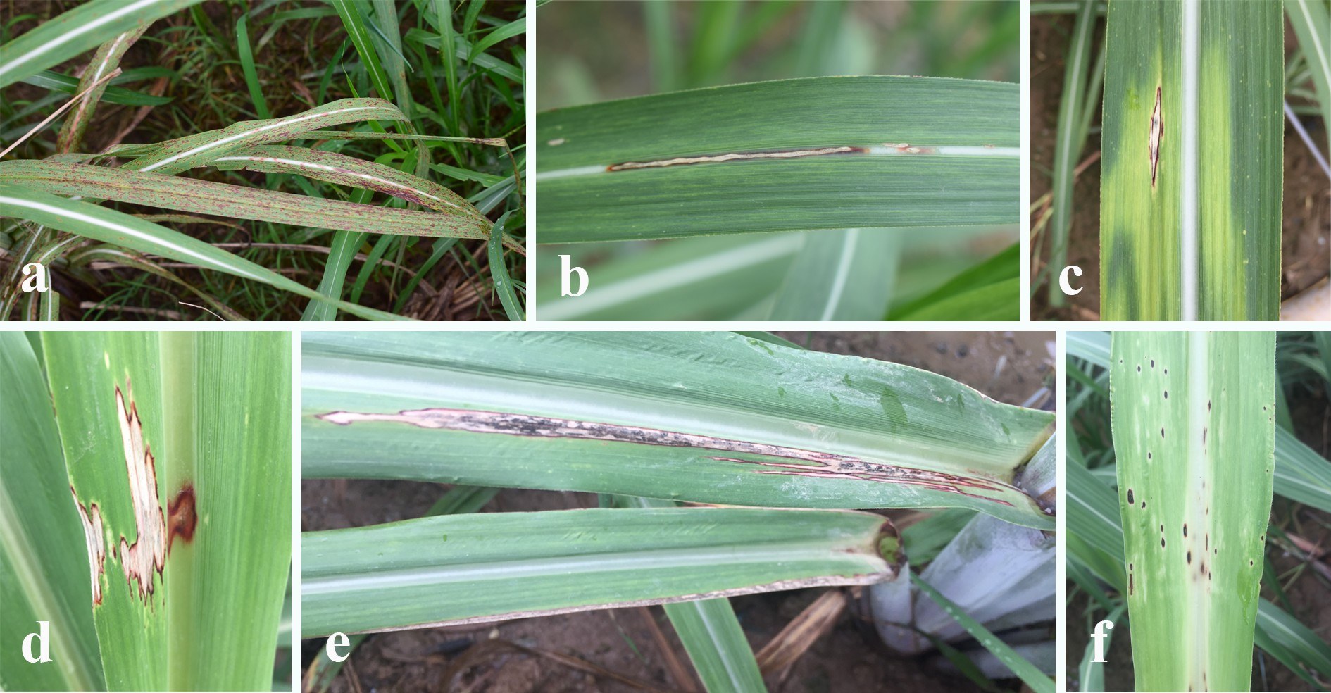 Figure 23